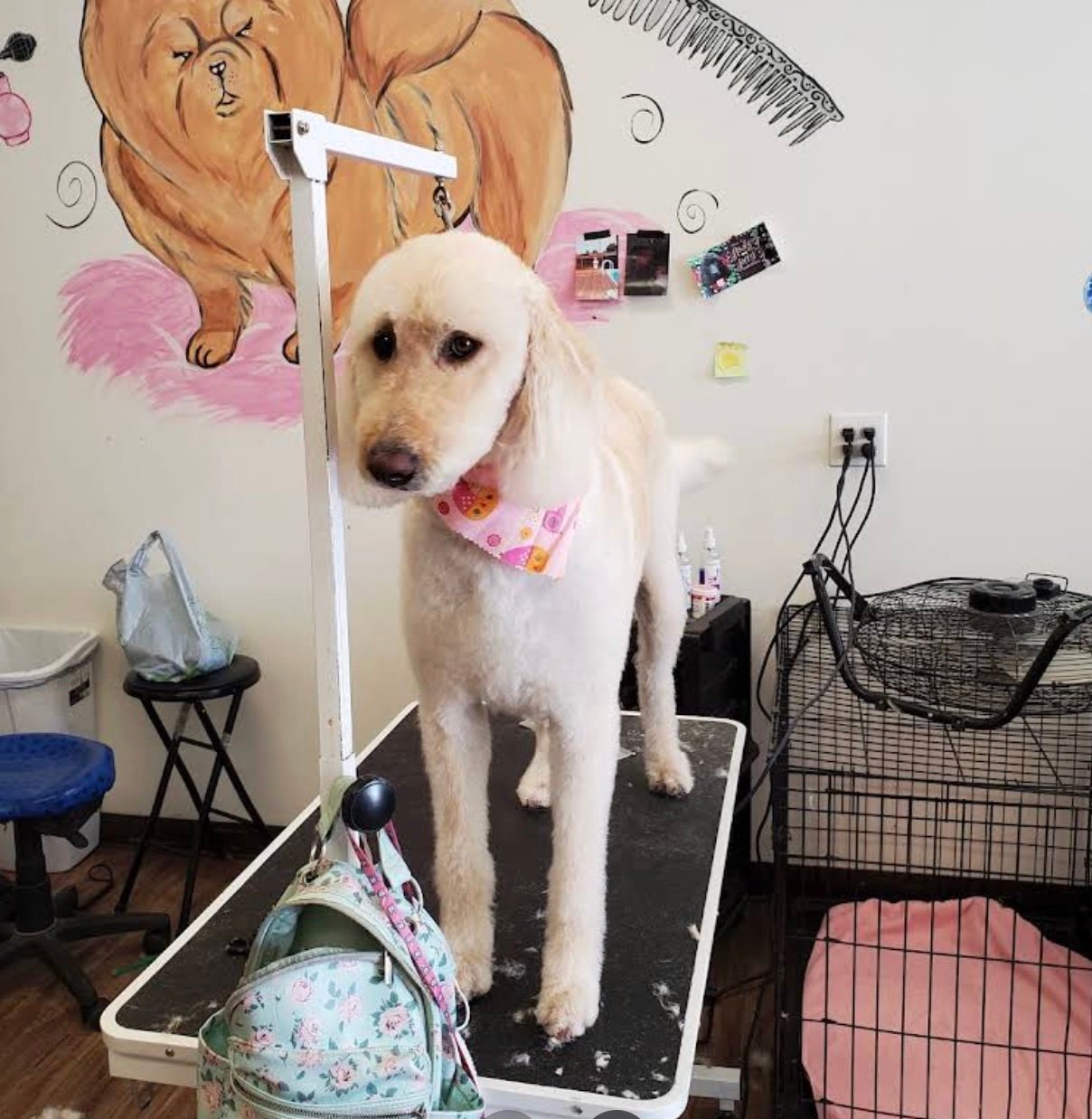 Claws & Paws Grooming