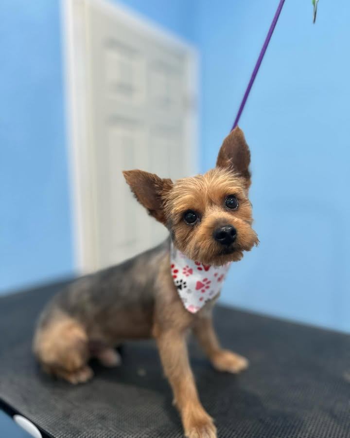 Paws Inn Pet Grooming