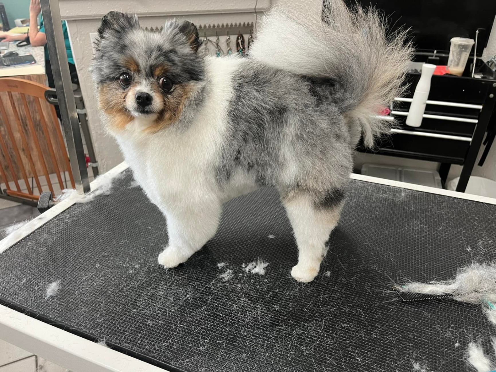 Optimus Pet Grooming