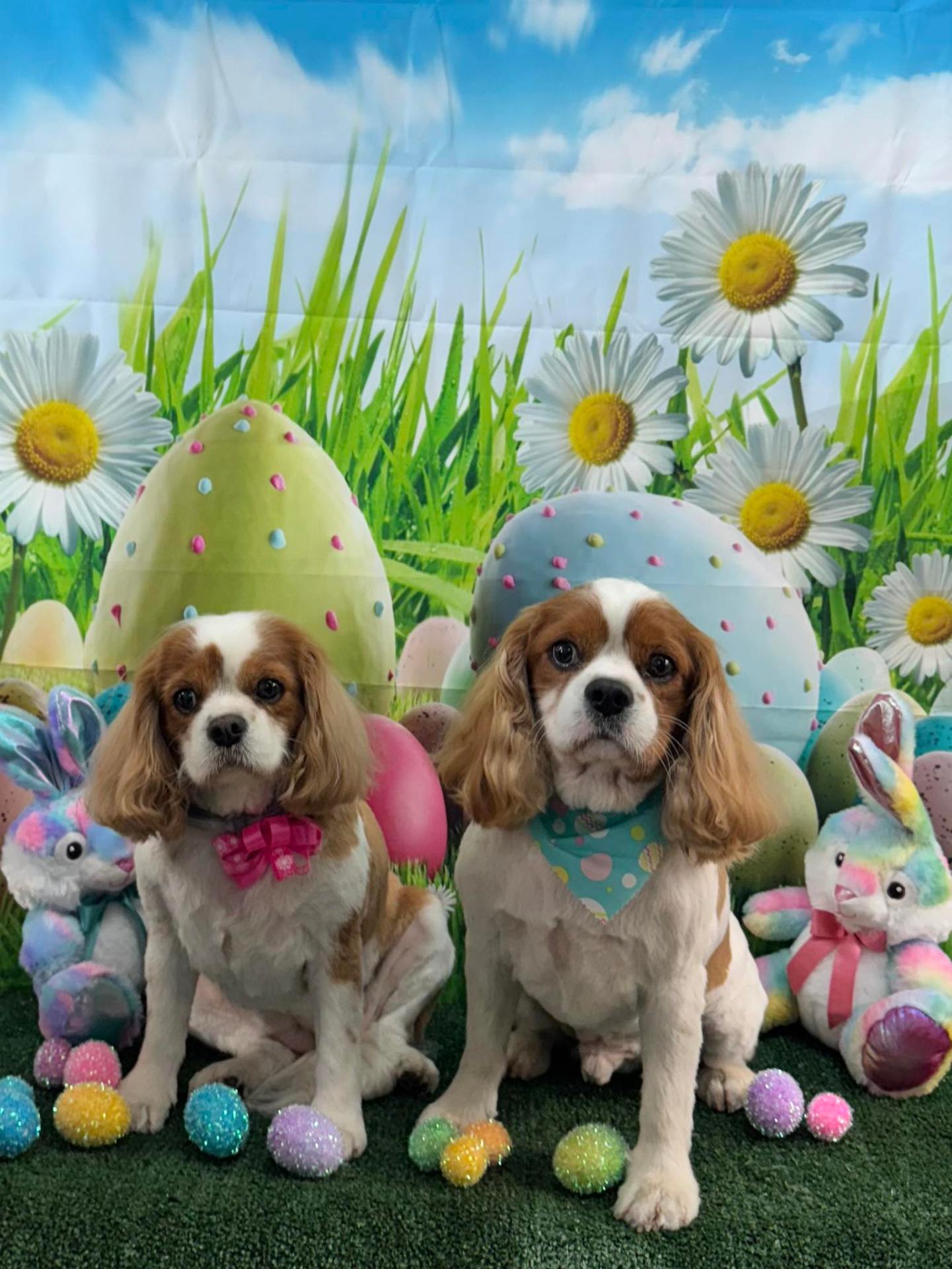 Pampered Pet Grooming