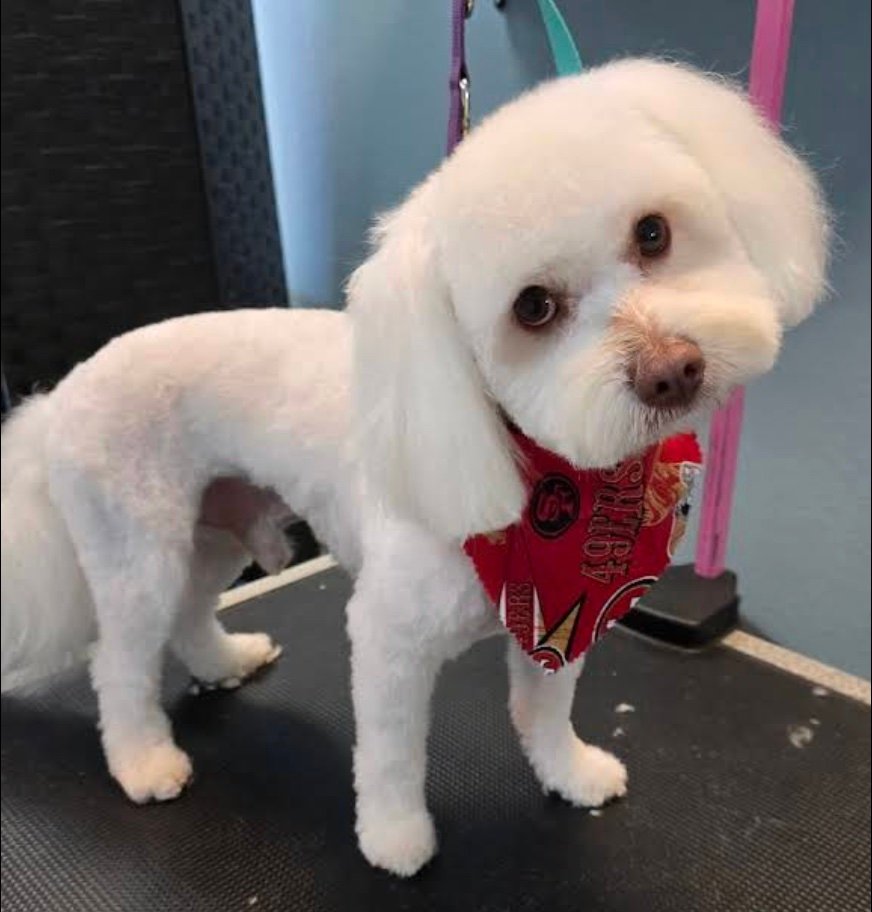 Noemi's Dog Grooming