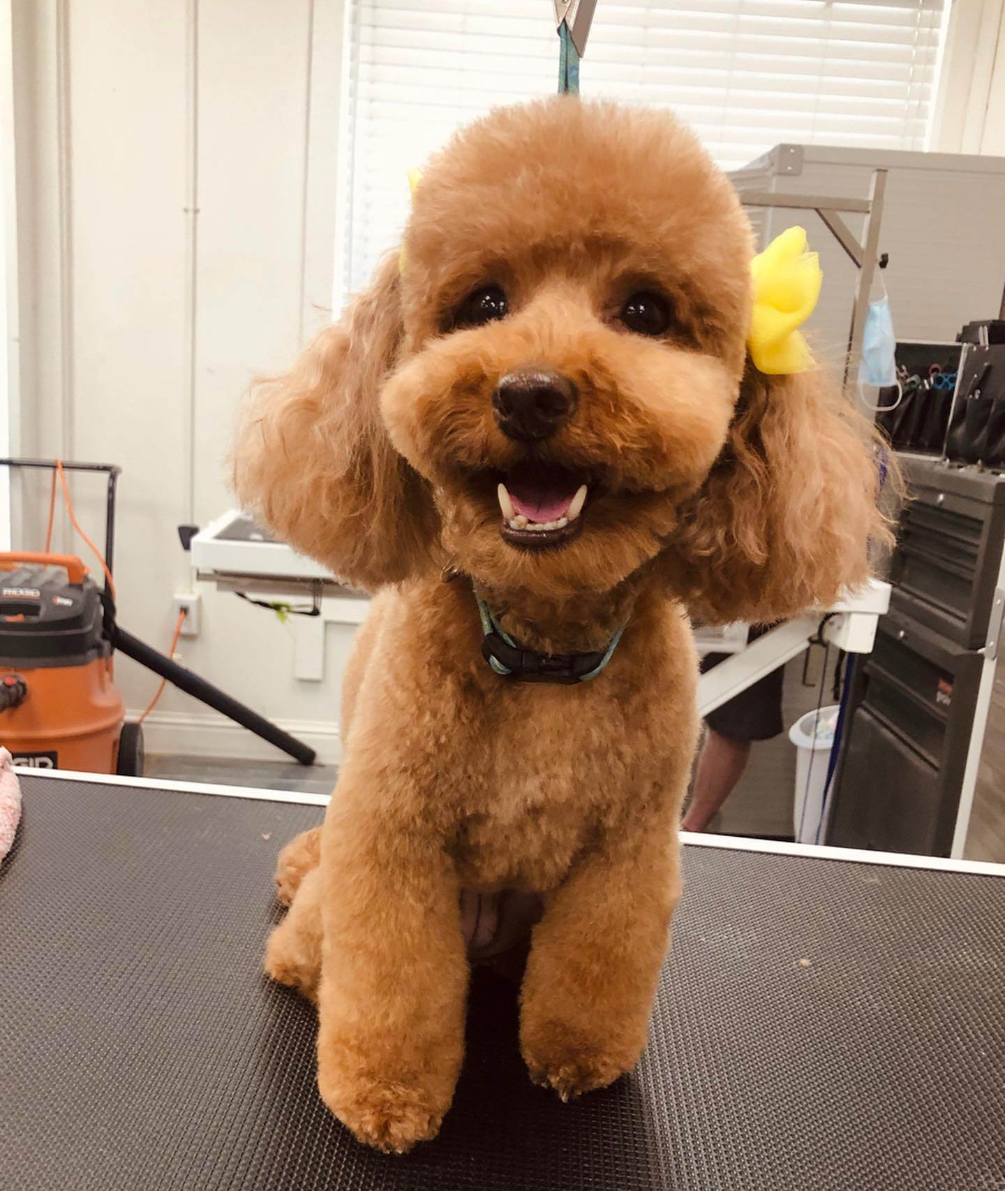 Central Bark Pet Spa & Boutique