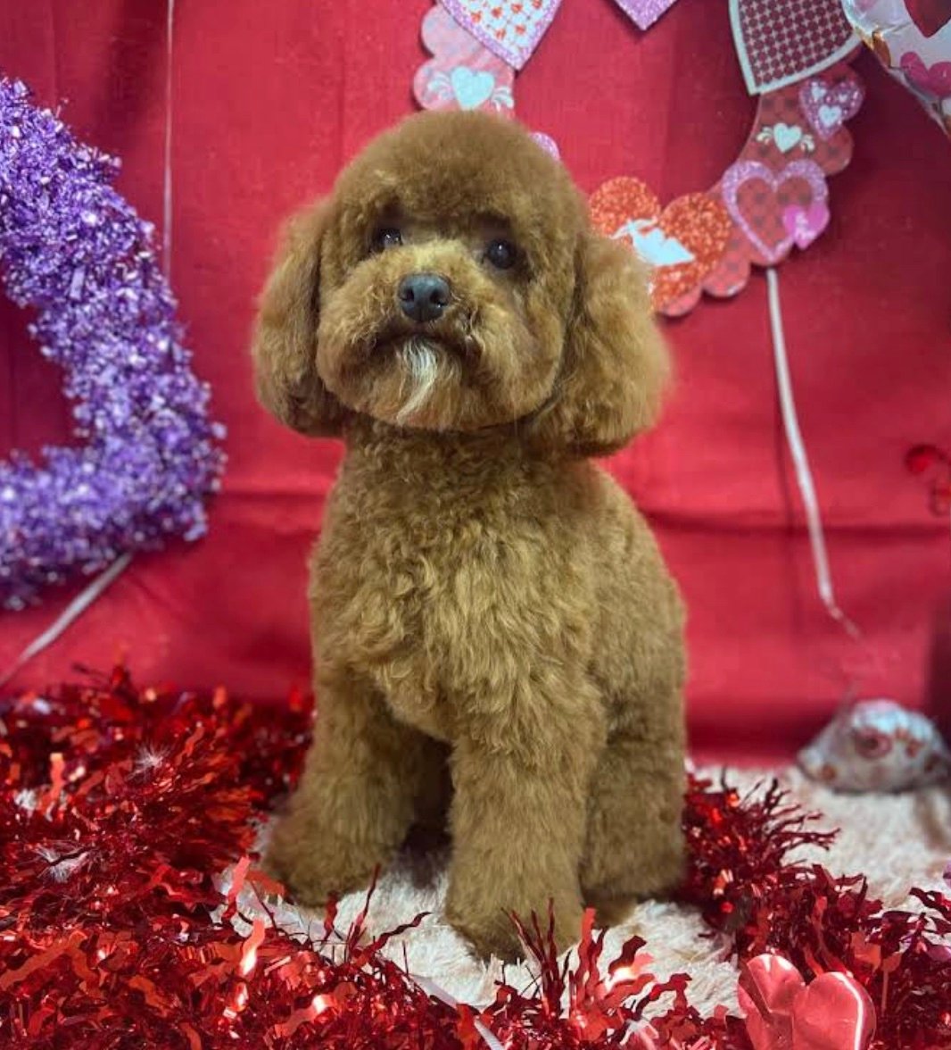 Pampered Paws Pet grooming