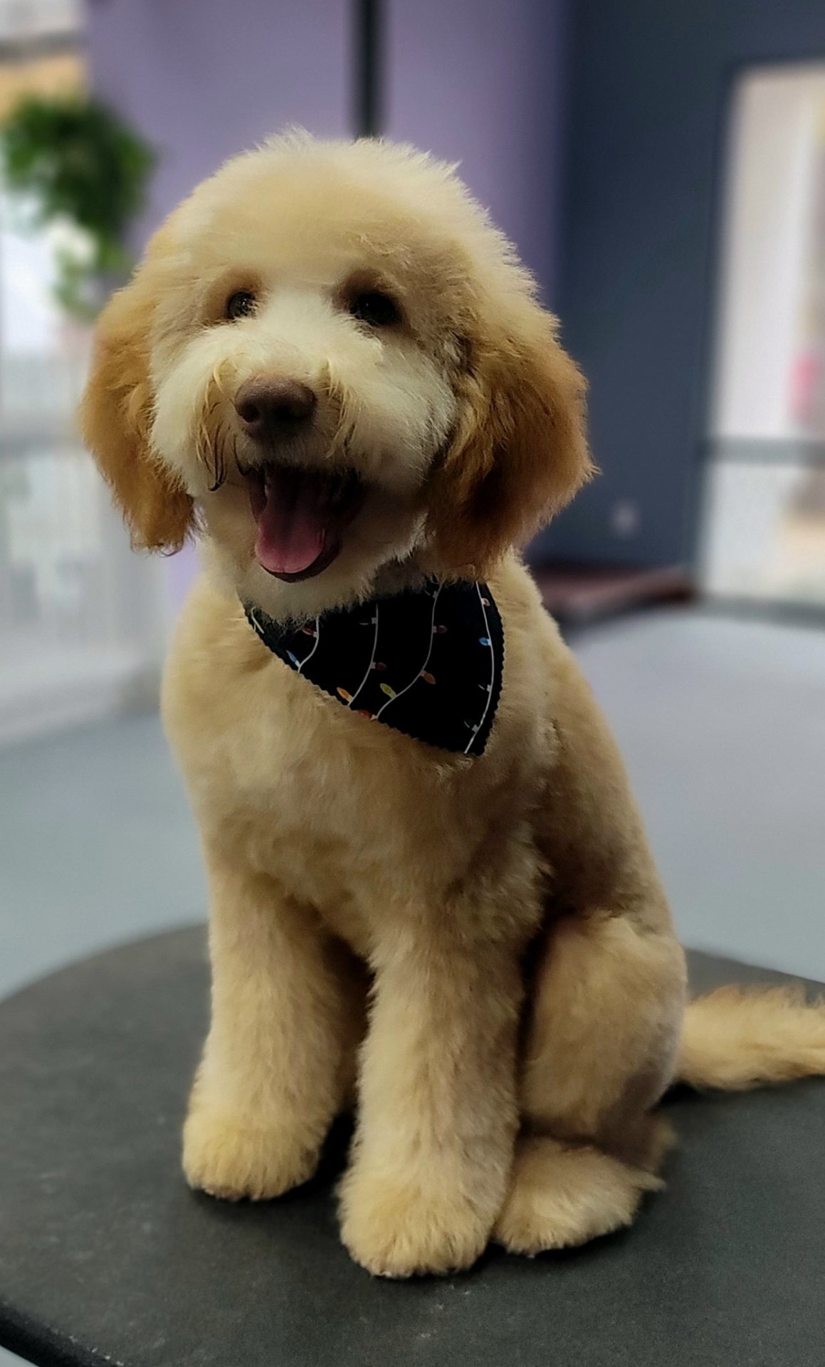 High Standards Pet Salon