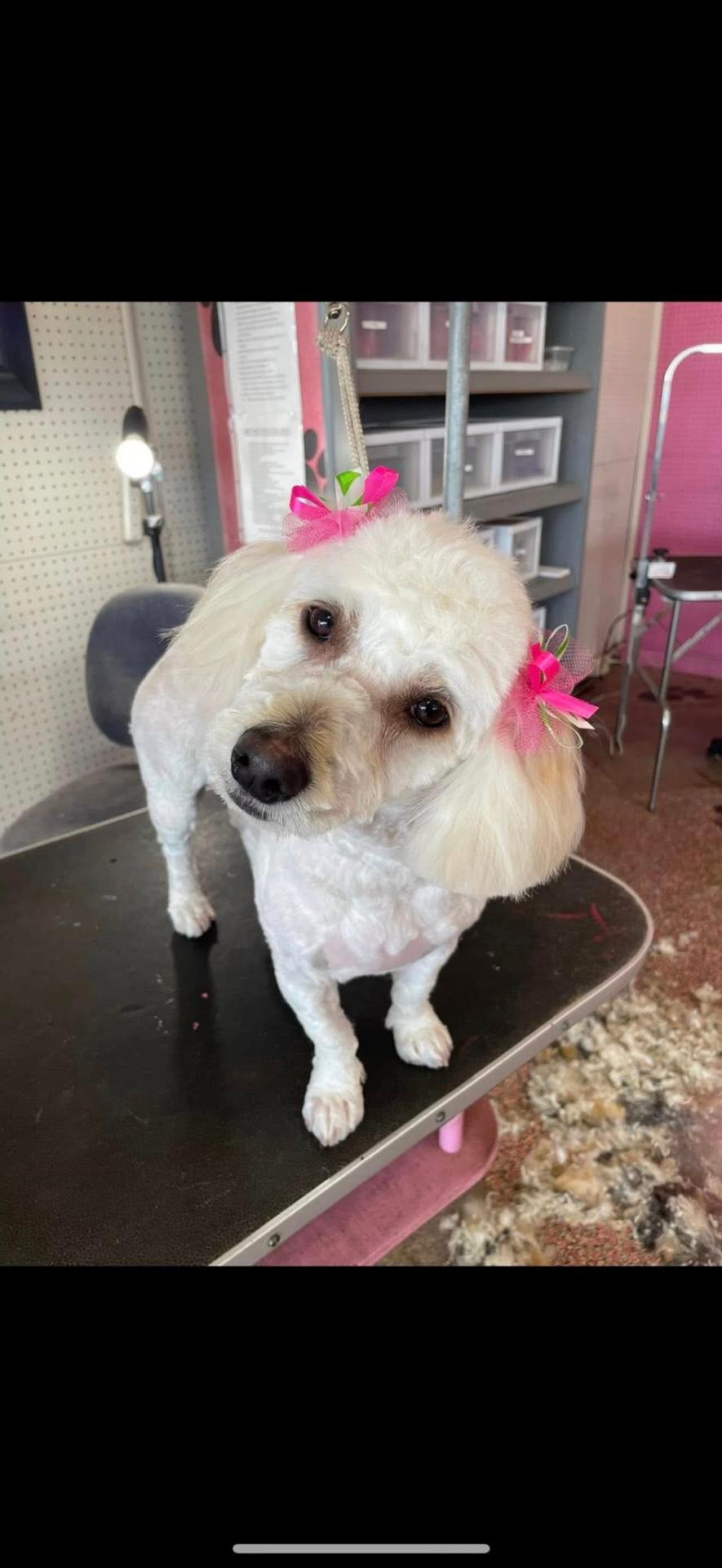 Lorie's Pet Palace Dog Groom