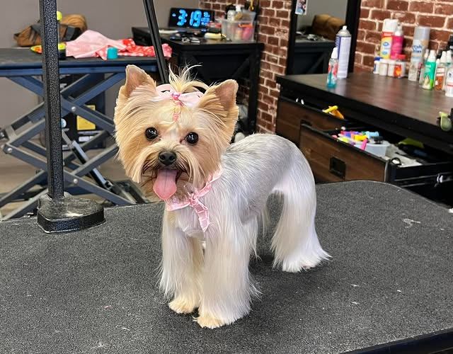 The BARK lounge Grooming Salon & Spa