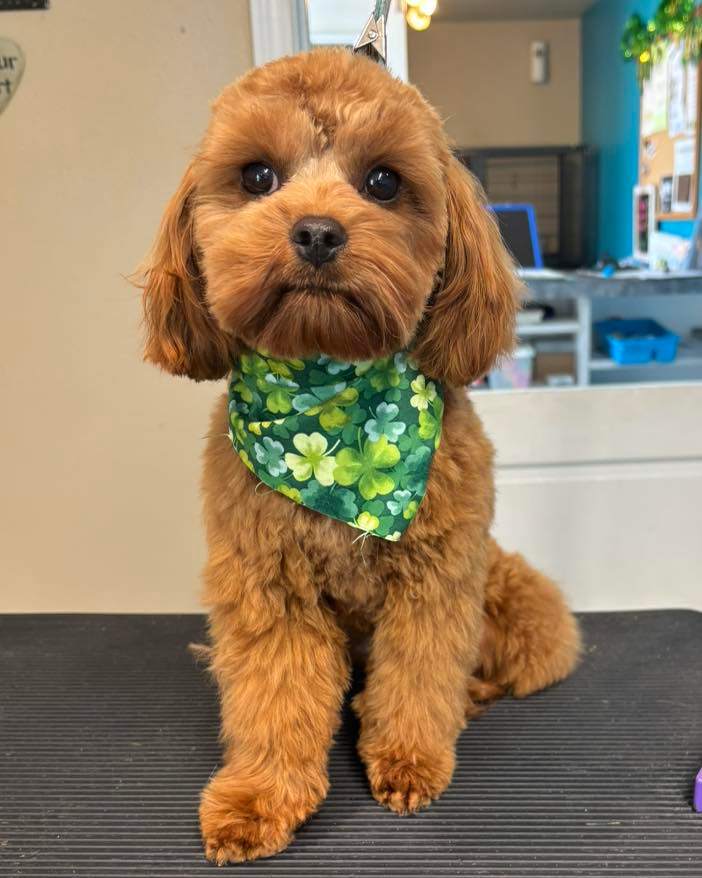 Doolittles Pet Grooming