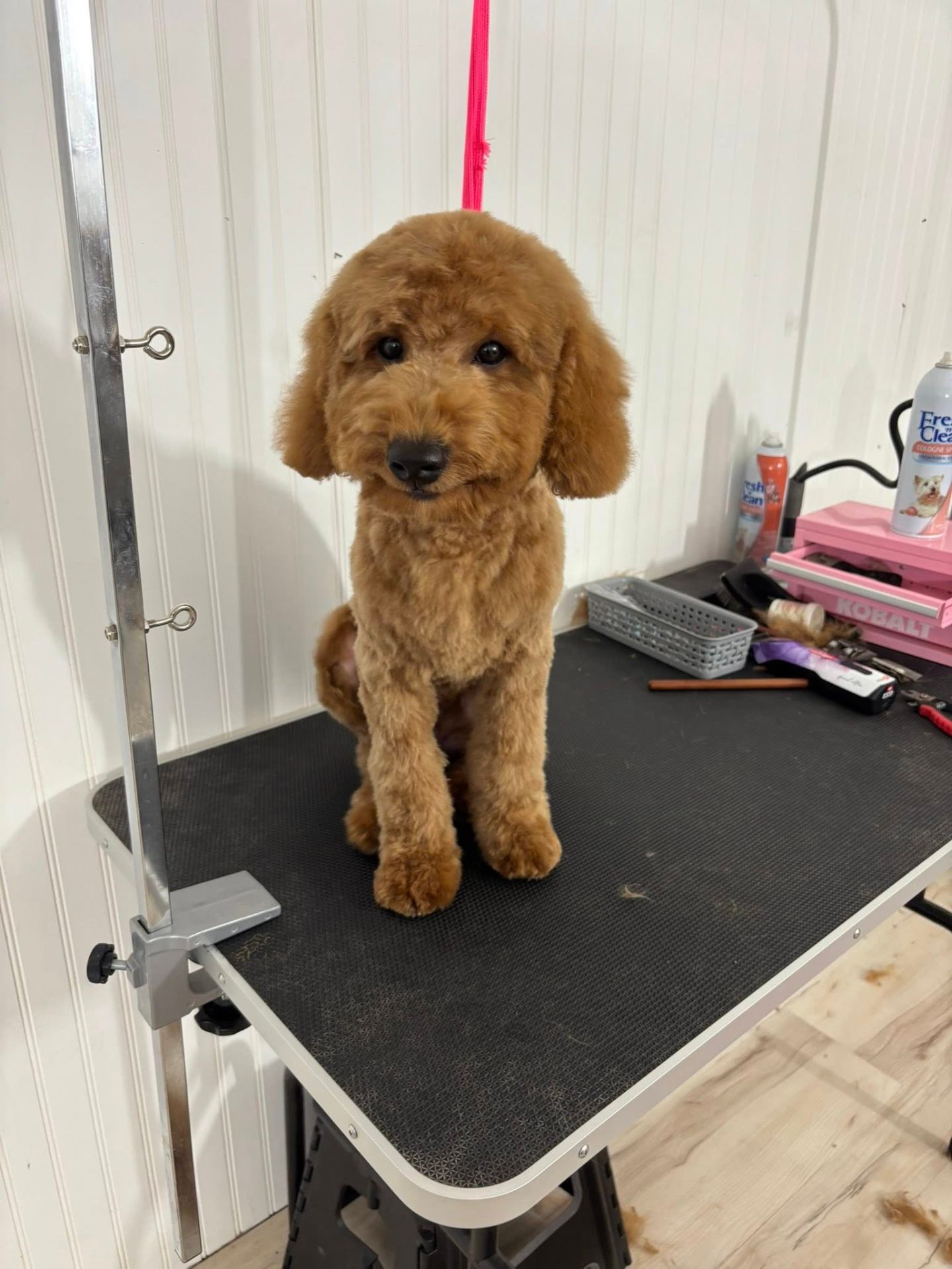 Pampered Pooches Pet Grooming