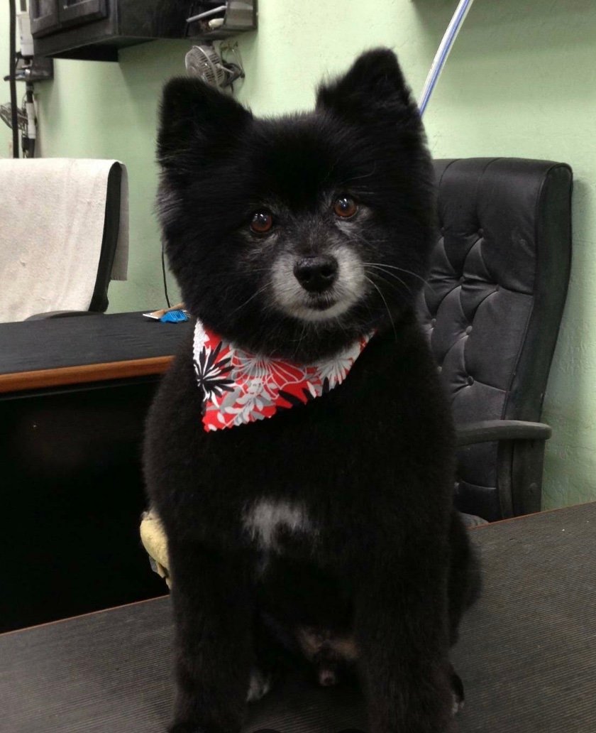 Poochie's Pet Club Pet Grooming