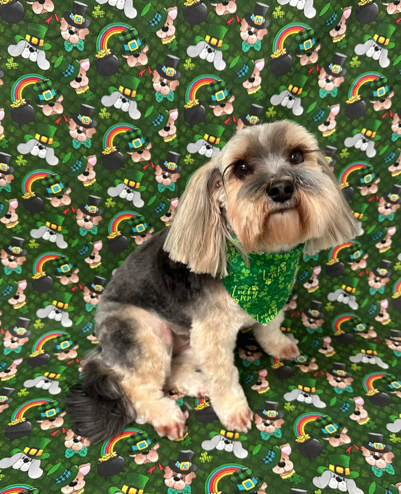 Dog Grooming by Racheal's Rascals