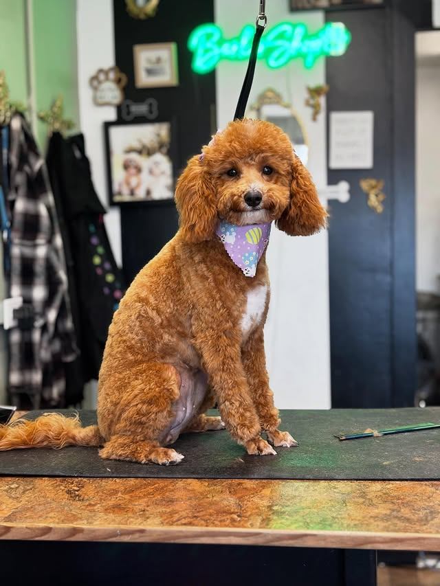 Barker Shop Dog Grooming