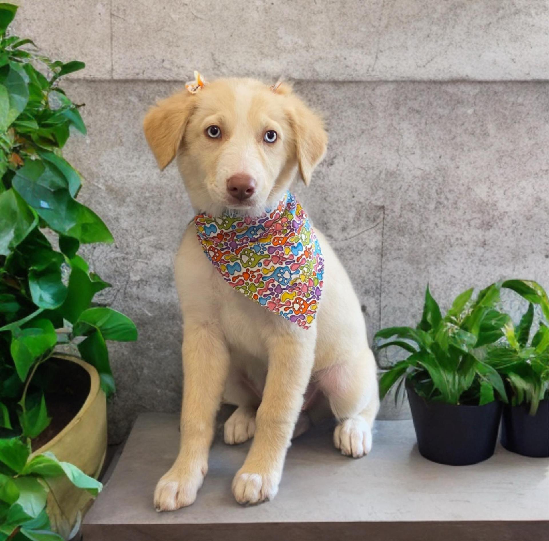 The Dog House Grooming