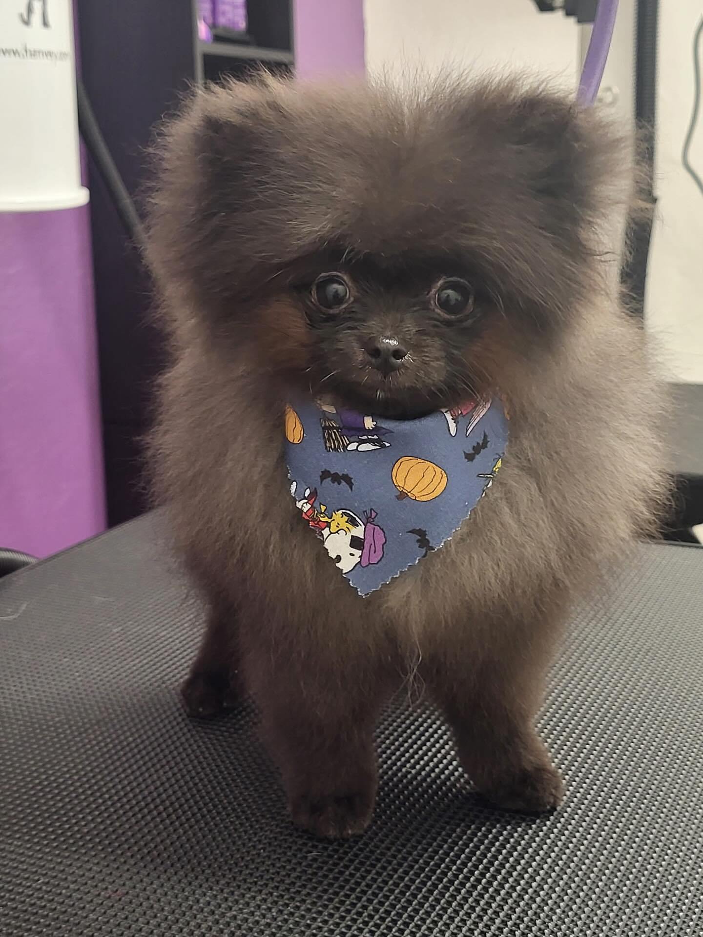 The Pet Spa & Boutique