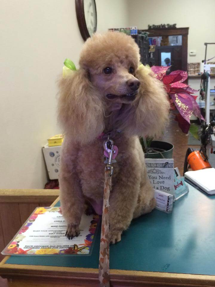 Laura's Grooming Nook