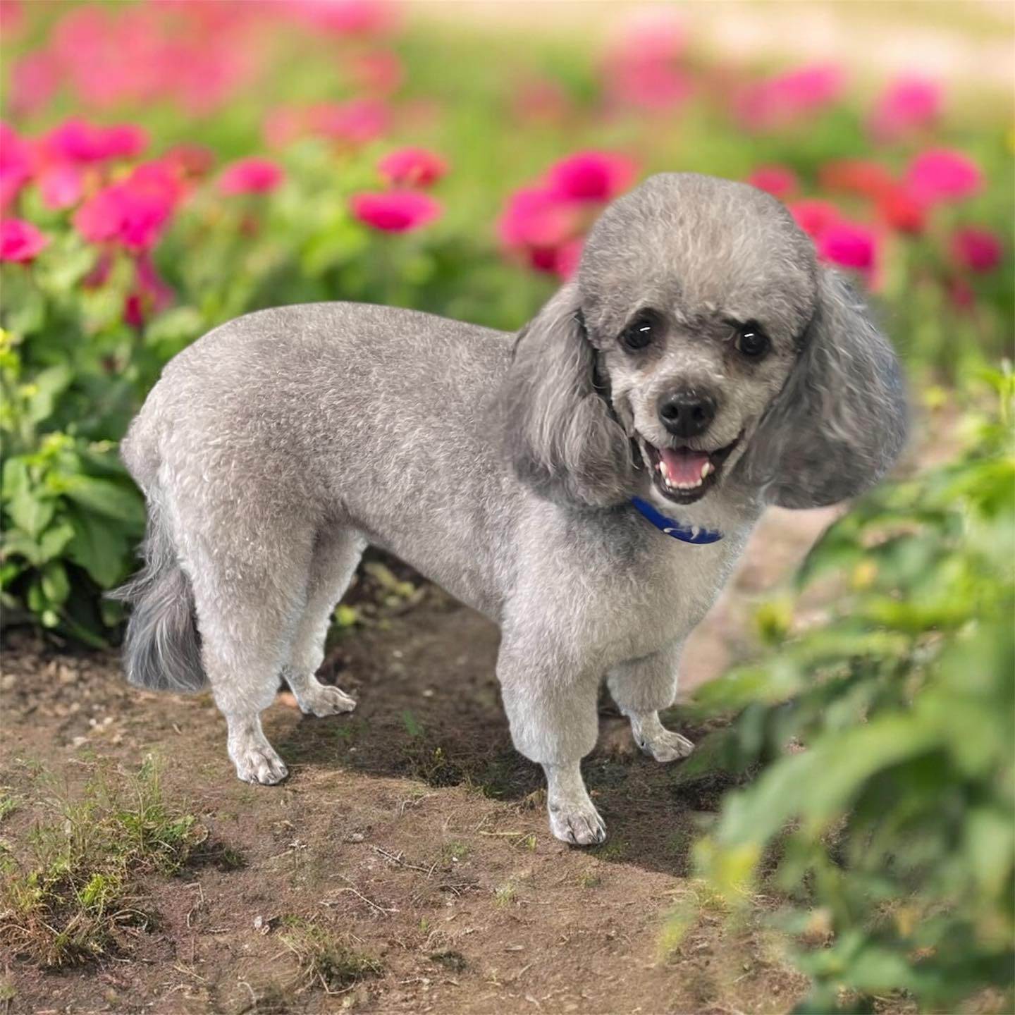 Canine Comfort Creek