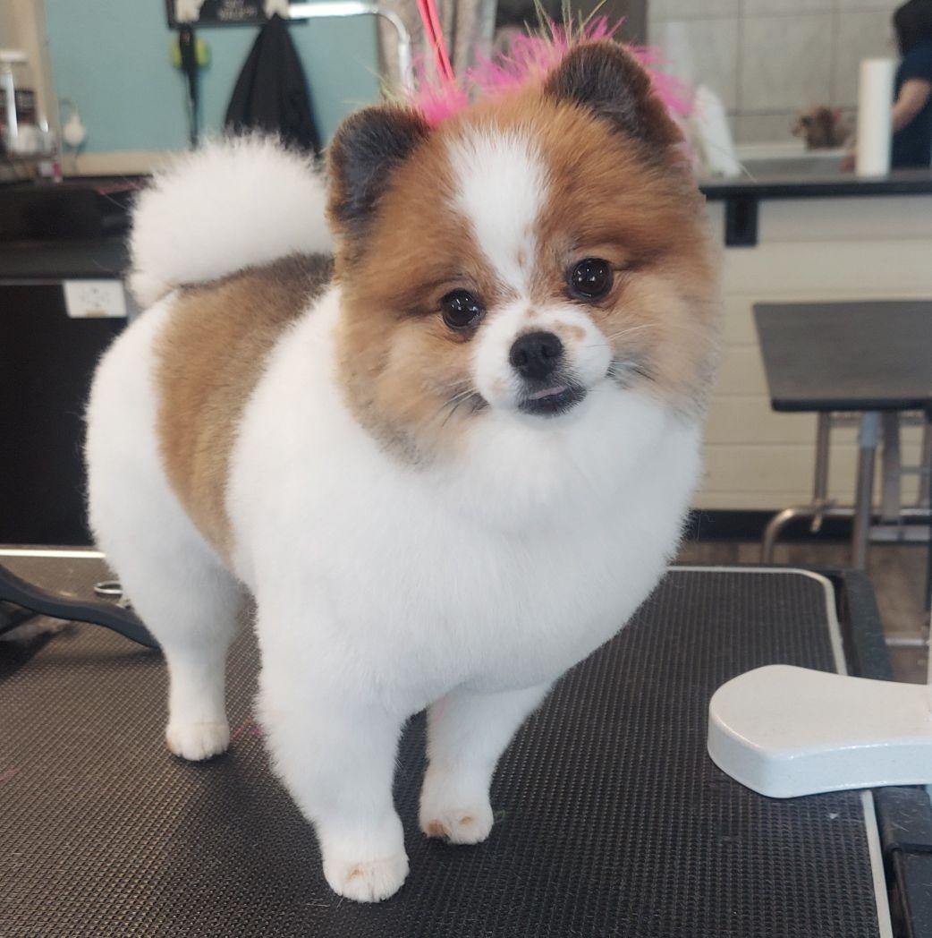 2 the T pet grooming