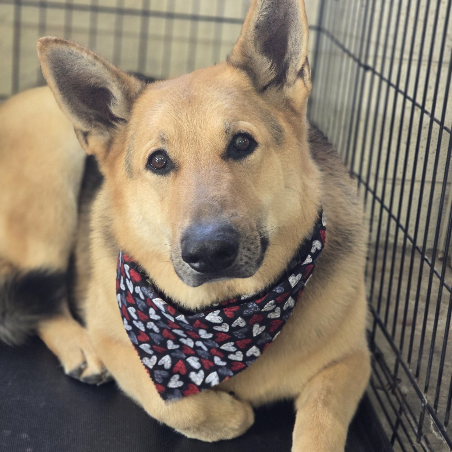 The Four Paw Spa Dog Grooming