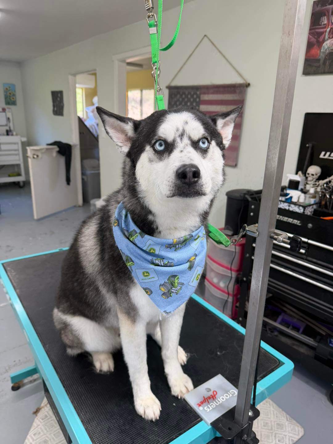 Sunflower Suds and Scissors