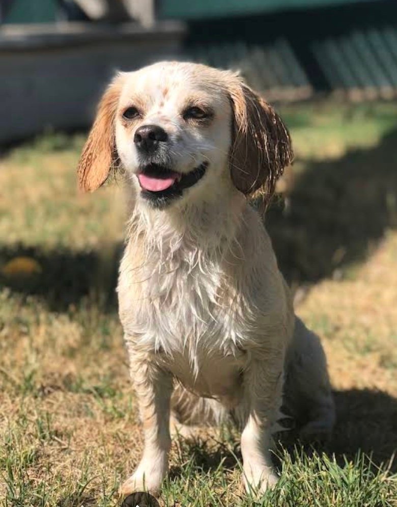 Dirty Paws Pet Salon