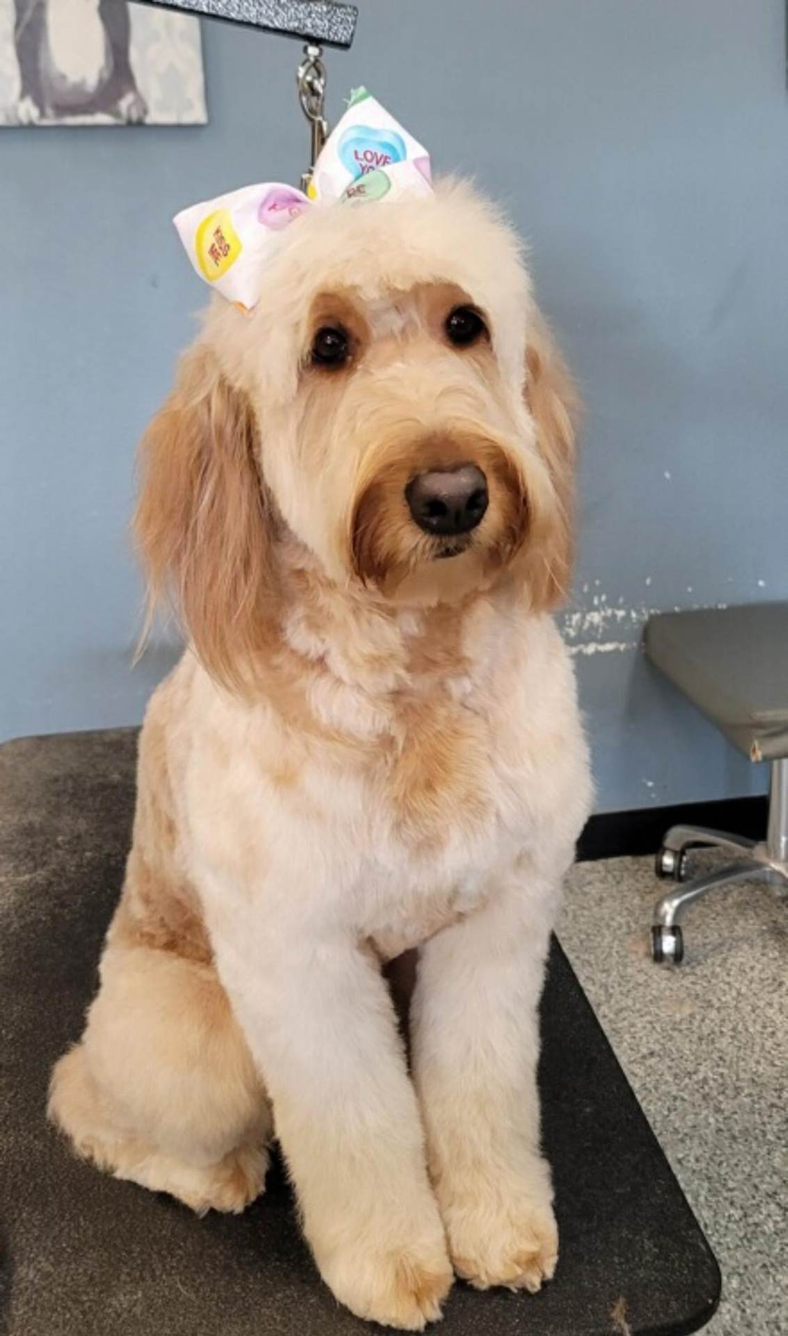 A Bath N Biscuit Grooming & Pet Spa