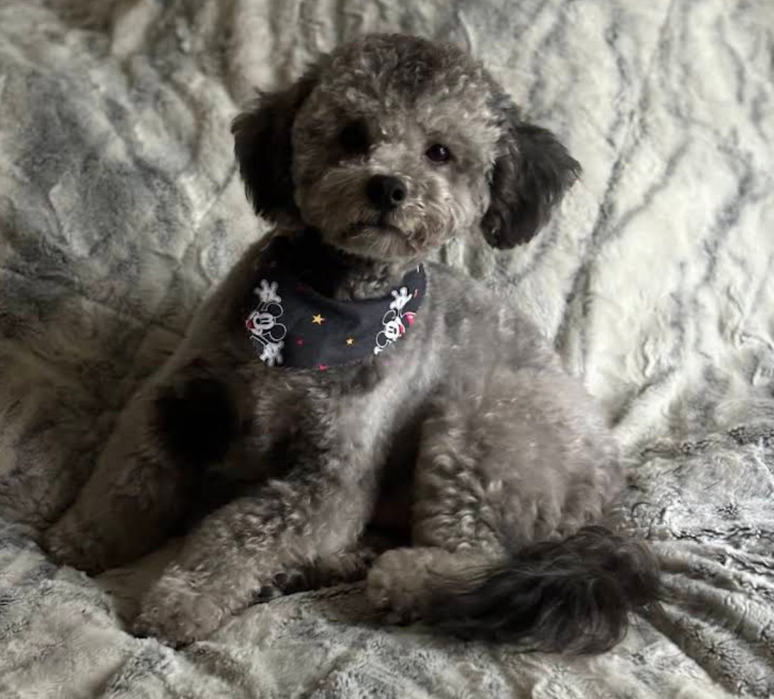 Tangled Tails Pet Grooming