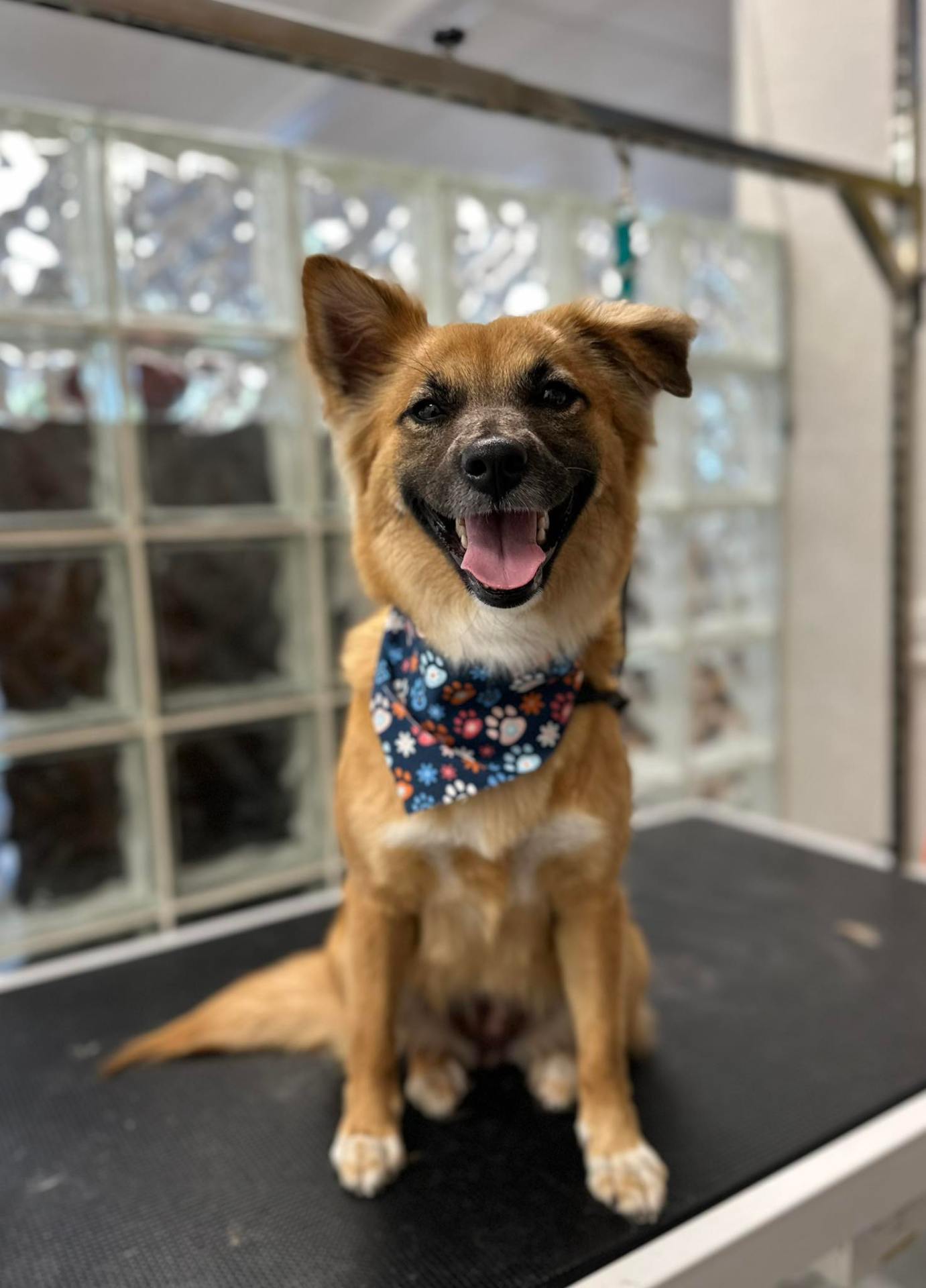 Dee's All Breed Grooming