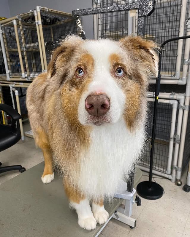 Abby's Dog & Cat Spa